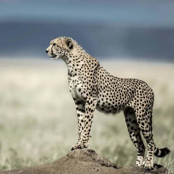 Cheetah su un tumulo a guardare in giro nel Parco Nazionale del Serengeti — Foto Stock