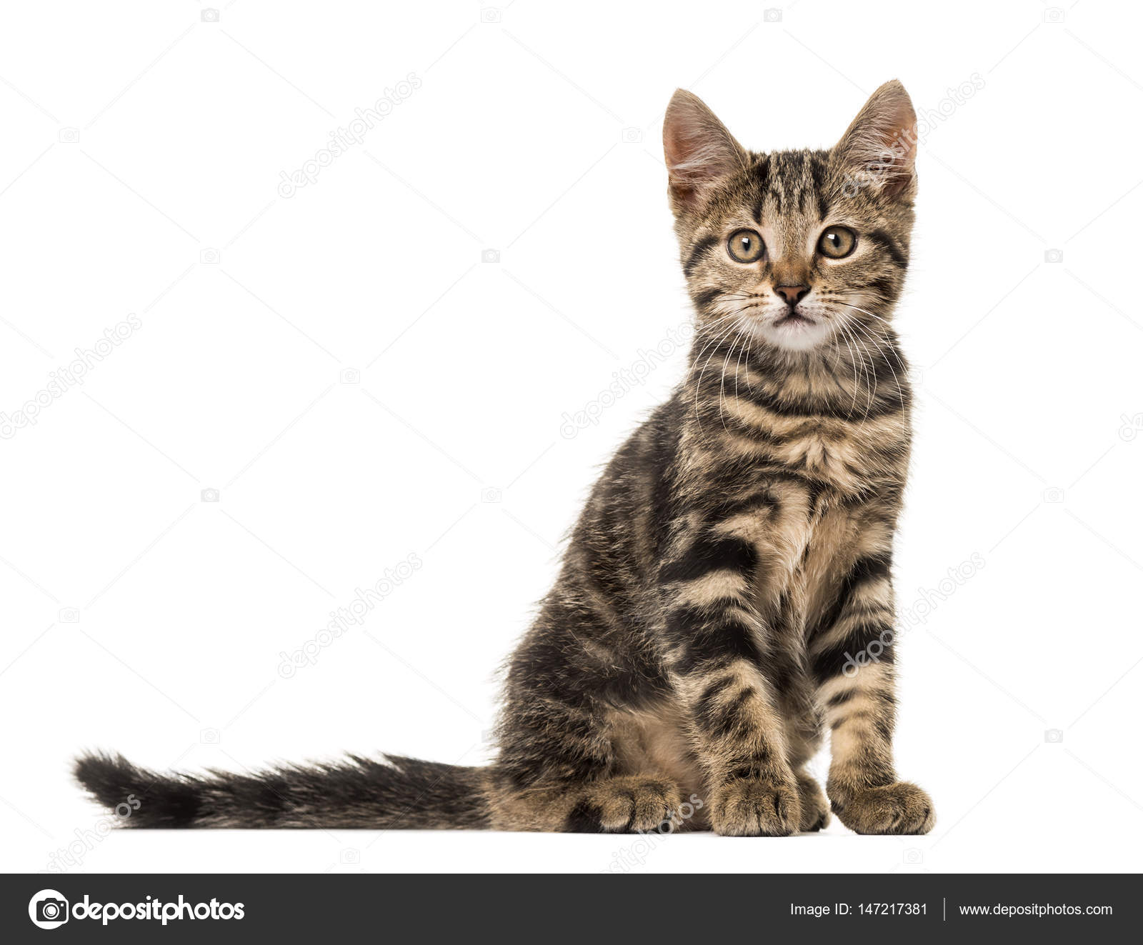 Chat Européen Isolé Sur Blanc Photographie Lifeonwhite