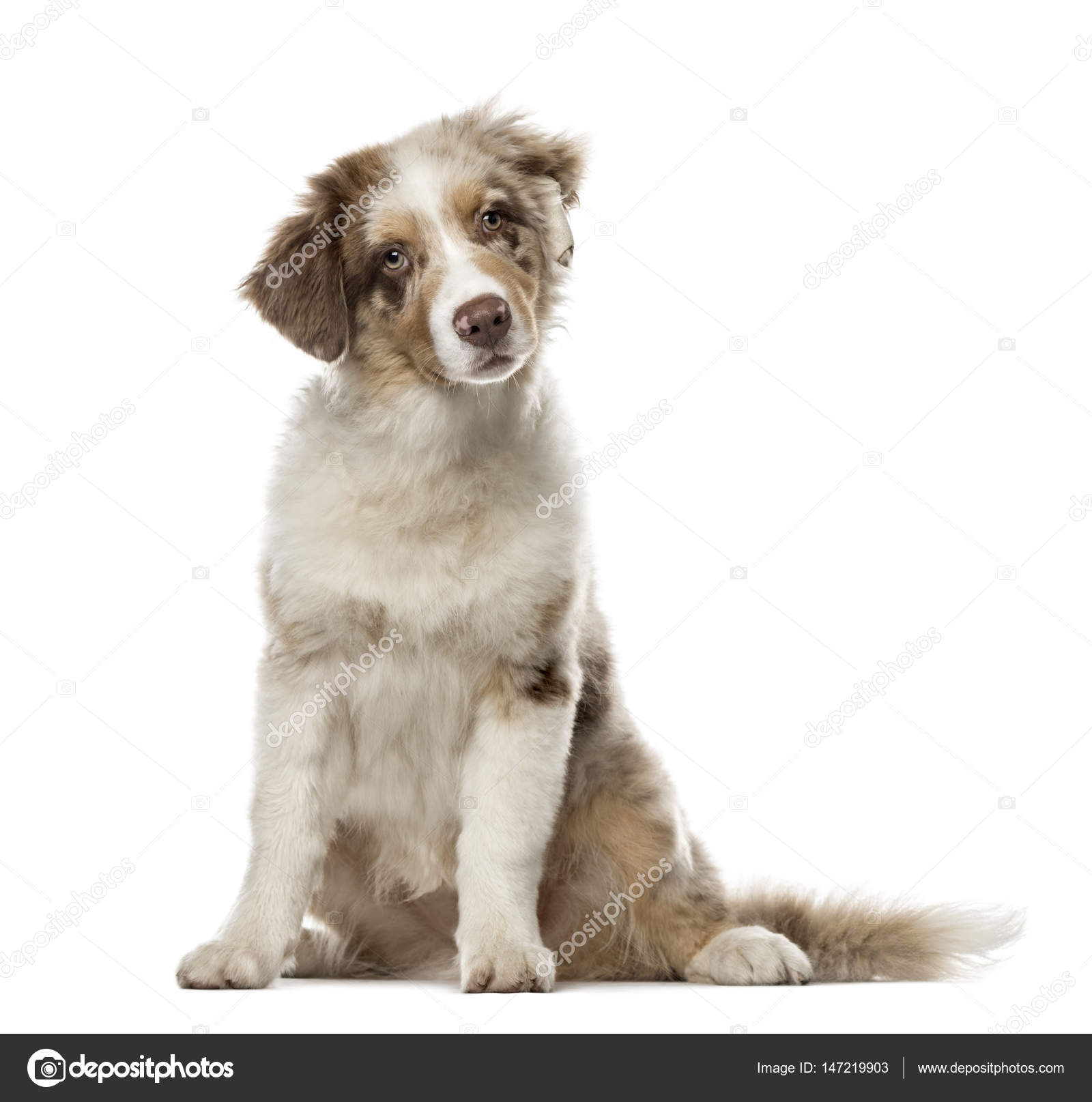 Puppy Australian Shepherd sitting, months old isolated on wh
