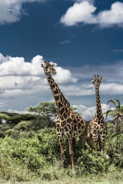 Savannah, Serengeti, Afrika'da zürafa