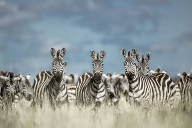 Herd of zebra in the wild savannah, Serengeti, Africa clipart