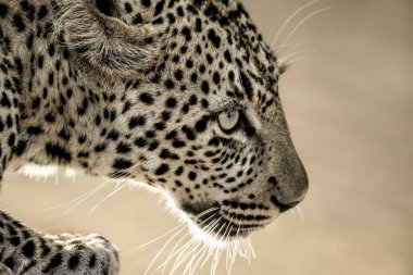 Bir leopar Serengeti Ulusal Parkı'nda yakın çekim