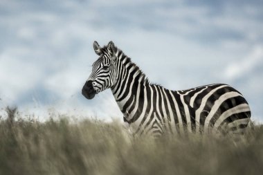 Zebra vahşi Savannah, Serengeti, Afrika