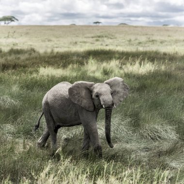 Serengeti Ulusal Parkı 'ndaki fil.
