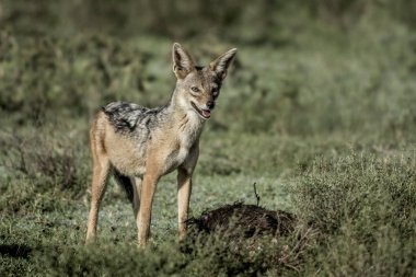 Yemek, Serengeti Milli Parkı'çakal