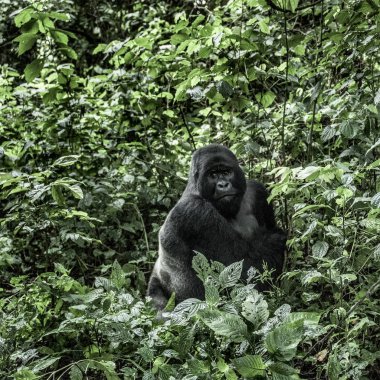 gümüş sırtlı dağ goril Virunga Milli Parkı'nda, Afric