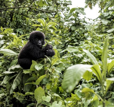 Genç dağ goril Virunga Milli Parkı, Afrika, DRC