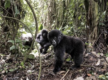Genç dağ goril Virunga Milli Parkı, Afrika, DRC