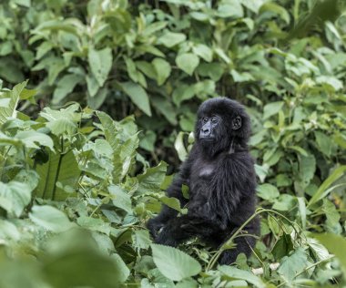 Genç dağ goril Virunga Milli Parkı, Afrika, DRC
