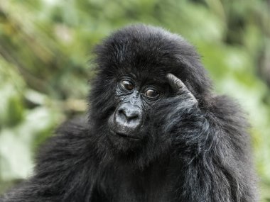 Genç dağ goril Virunga Milli Parkı, Afrika, DRC