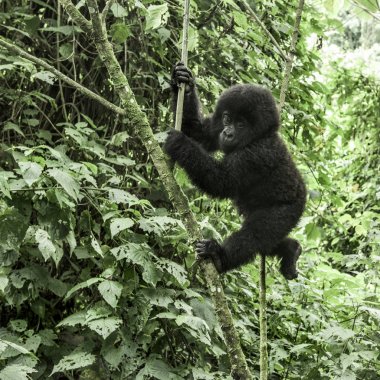 Genç dağ goril Virunga Milli Parkı, Afrika, DRC