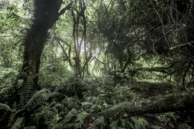 Nord Kivu, Drc ormanda eski büyüme