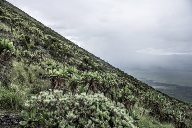 Nyiragongo Volkanı, nord Kivu, Drc