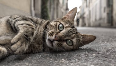Sokağın aşağısındaki yere evsiz kedi
