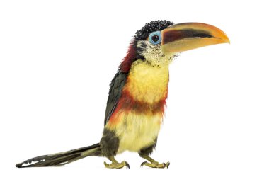 Beyaz izole aracari, curl tepeli