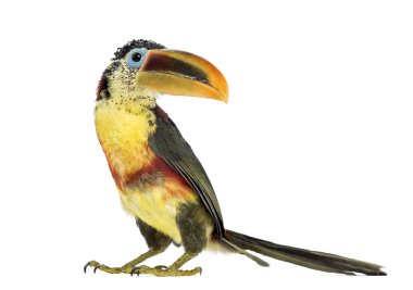 Beyaz izole aracari, curl tepeli