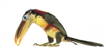 Beyaz izole aracari, curl tepeli