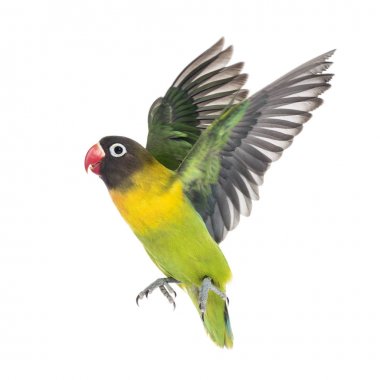 Yellow-collared lovebird flying, isolated on white clipart
