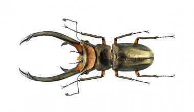 Beyaz izole Cyclommatus elaphus çivilenmiş, beetle