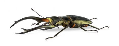 Böcek Cyclommatus elaphus 