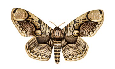 Butterfly Brahmaea hearseyi clipart