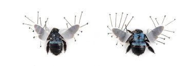 İki böcekleri Xilocopa Menekşegiller çivilenmiş