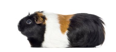 Bir beyaz izole kobay, Cavia porcellus, yan görünüm