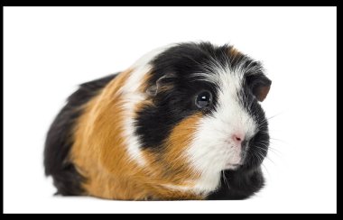 Eskiden şiling şimdi domuz Cavia porcellus, üzerinde beyaz izole