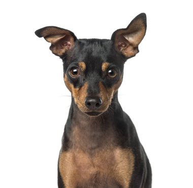 Bir minyatür beyaz izole Pinscher, 1 yaşında, yakın çekim
