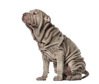 Puppy Shar Pei sitting, 10 weeks old, isolated on white clipart