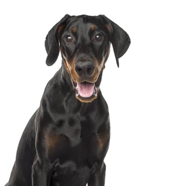 Nefes nefese, 6 ay yaşlı, ISO bir Doberman Pinscher köpek yavrusu Close-Up