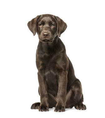 Köpek yavrusu Labrador geri almak oturan, 3 aylık, whit üzerinde izole