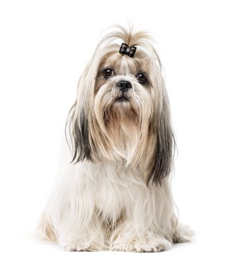 Oturmuş, üzerinde beyaz izole eski Malta