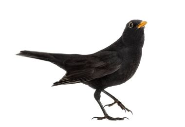 Blackbird Turdus merula, izole üzerinde beyaz arıyorsunuz