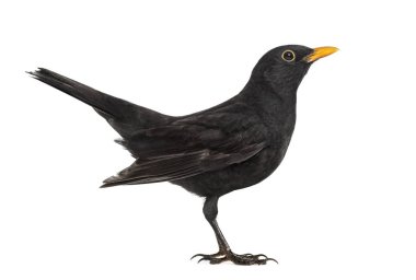 Blackbird Turdus merula, üzerinde beyaz izole