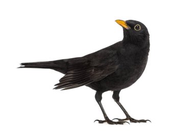 Blackbird Turdus merula, izole üzerinde beyaz arıyorsunuz