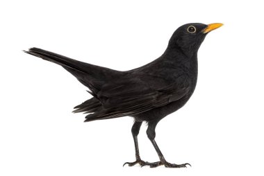 Blackbird Turdus merula, üzerinde beyaz izole