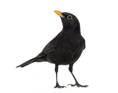 Blackbird Turdus merula, üzerinde beyaz izole