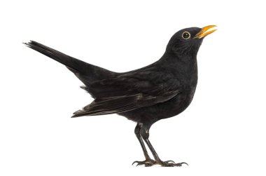 Blackbird Turdus merula, üzerinde beyaz izole