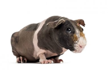 Hairless guinea pig , isolated on white clipart
