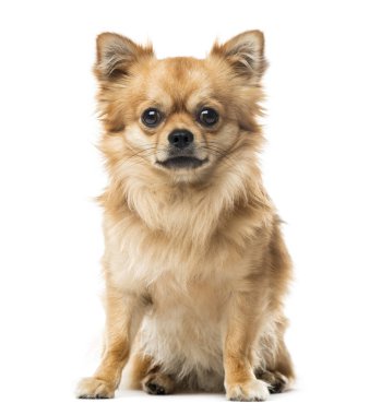 Chihuahua oturan, 2 yaşında, beyaz izole