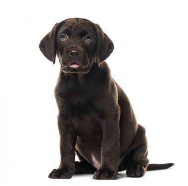 Çikolata köpek yavrusu Labrador Retriever oturan, 3 aylık, Isola