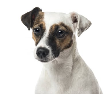 yakın çekim bir Jack russell terrier, beyaz izole