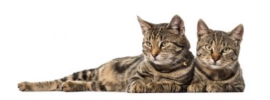 Yan yana yalan, beyaz izole iki Avrupa kedi