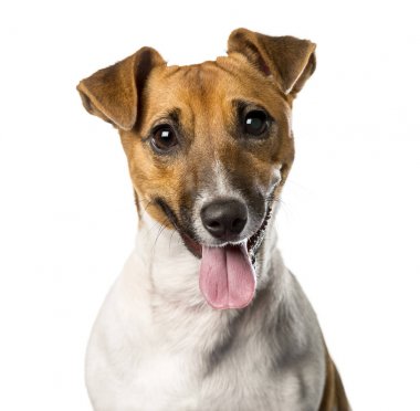 Nefes nefese, üzerinde beyaz izole bir Jack russell terrier Close-Up