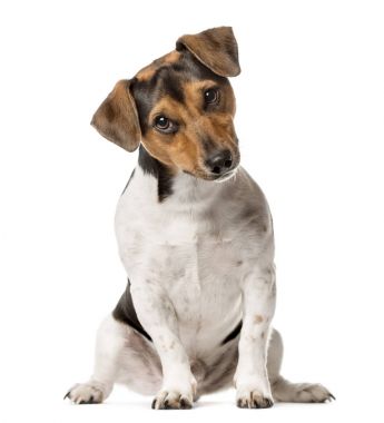 Jack Russell Terrier oturmuş, üzerinde beyaz izole
