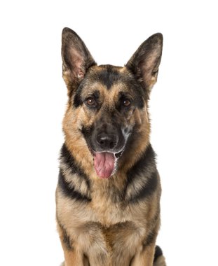 Bir Alman çoban köpeği, üzerinde beyaz izole nefes nefese