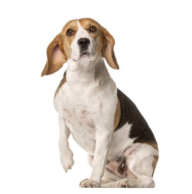Oturma ve pençe, üzerinde beyaz izole kaldırma beagle