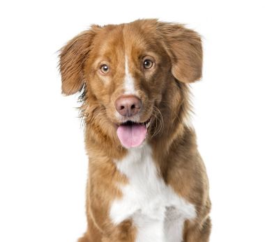 Bir Nova Scotia Duck Tolling nefes nefese, Isola Retriever Close-Up