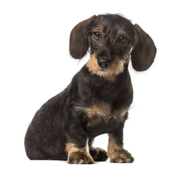 Oturmuş, üzerinde beyaz izole çikolata Dachshund
